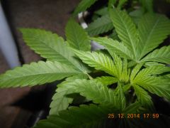 Clones de Original Skunk nº 1