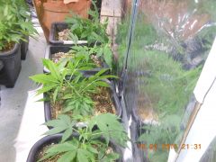 Clones de Skunk