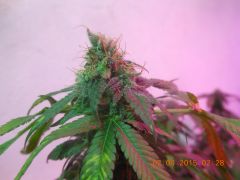 top Bud da White Widow Clone 1