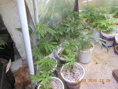 Clones de Dr. Seedsman