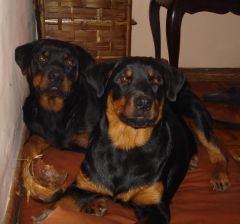 Luna E Lila -  Minhas rots