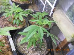 Clone de White Widow