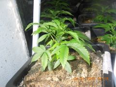 Clones Original Skunk nº 1