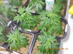 Clones de Skunk