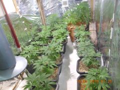 Clones de Original Skunk nº 1