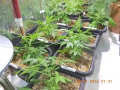 Clones de Skunk