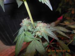 Bud secundário da White Widow clone 2