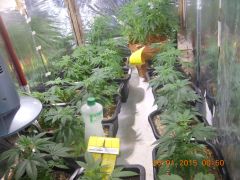 Clones de Skunk