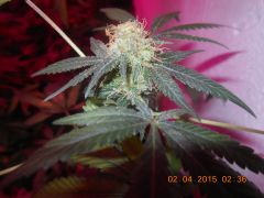 Top bud da White Widow clone 5