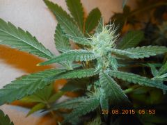 Top Bud de clone da Cream Caramel