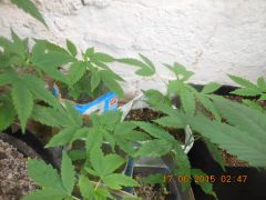 Auto Kush Pren AKP  demais seedlings