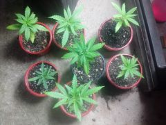 19 dias De vega primeira dose De fert senssi grow