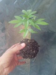 21 dias vega transplante caixinhas de 1litro