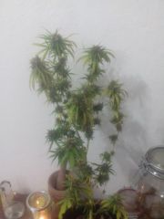 colheita clones (1)