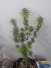 colheita clones Bb (2)