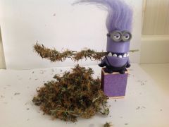 Início da 1 colheita cultivo Minion Roxo