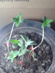 (2014 09 06) Elas com 4 dias de vida... que eu as percebi.