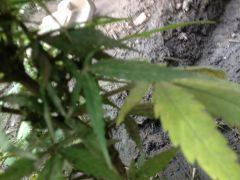 IMG 5771
