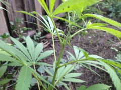 IMG 5791