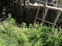 IMG 7392