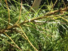 IMG 7395