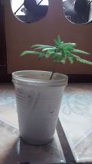 IMG 20141102 115949003