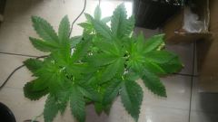 IMG 20150614 WA0000