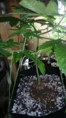 IMG 20150614 WA0008