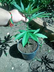 Planta 2