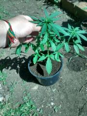 Planta 1