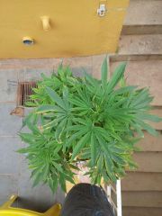 Girimum12