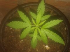 2° planta