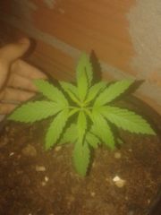 2° planta