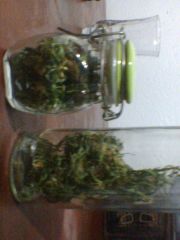 indica ou sativa ?