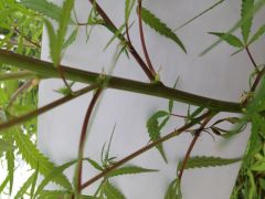 Flora 2
