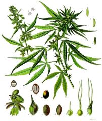 Cannabis sativa   Köhler–s Medizinal Pflanzen 026