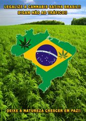 MACONHA BRASIL