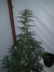 cannabis medicinal 2 meses de floração 13