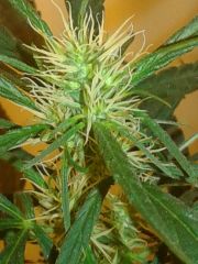 cannabis medicinal 2 meses de floração 2