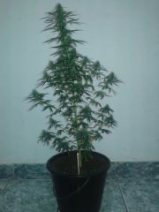 M2 prensseds sativa