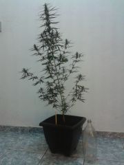 M1 prensseds sativa