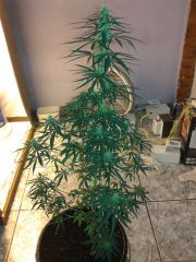 cannabis medicinal 2 meses de floração 19