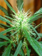 cannabis medicinal 2 meses de floração