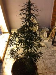 cannabis medicinal 2 meses de floração 18