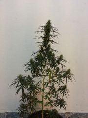 Prenseeds M2 (5)