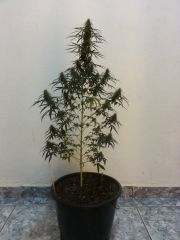 Prenseeds M2 (3)