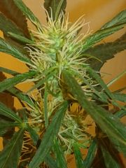 cannabis medicinal 2 meses de floração 3