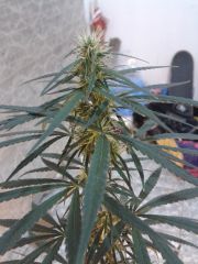 cannabis medicinal 2 meses de floração 17