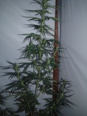 cannabis medicinal 2 meses de floração 12