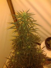 cannabis medicinal 2 meses de floração 7